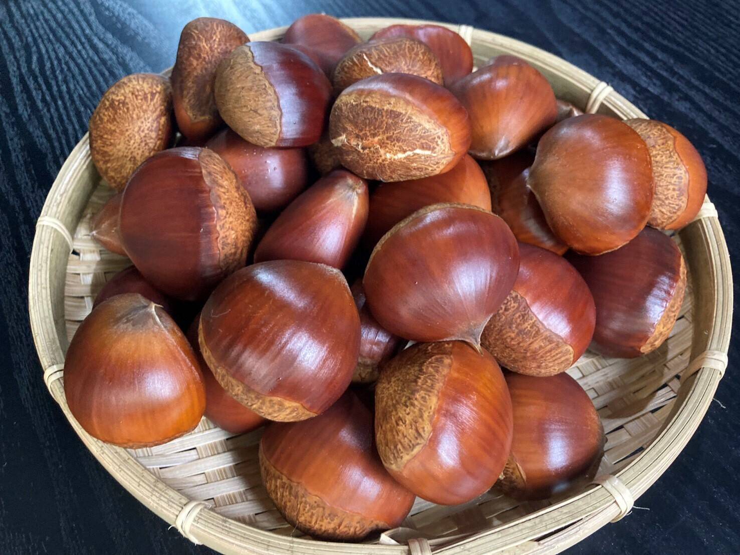 京都府綾部產丹波栗實拍