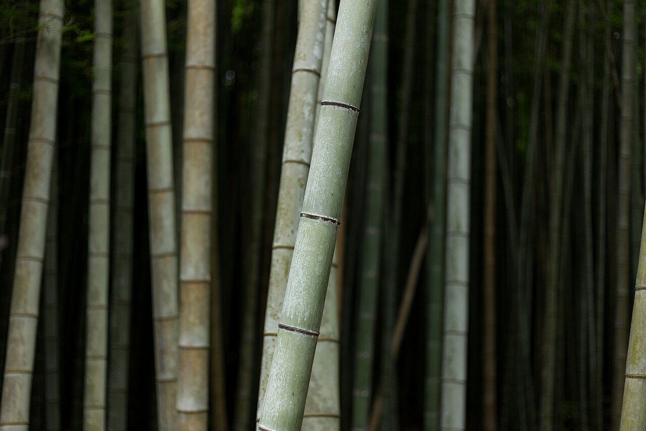 嵐山竹林小徑實拍